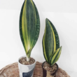 Why whale fin plants make the best office desk addition!